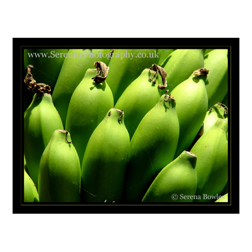 A close-up shot of young, green bananas.